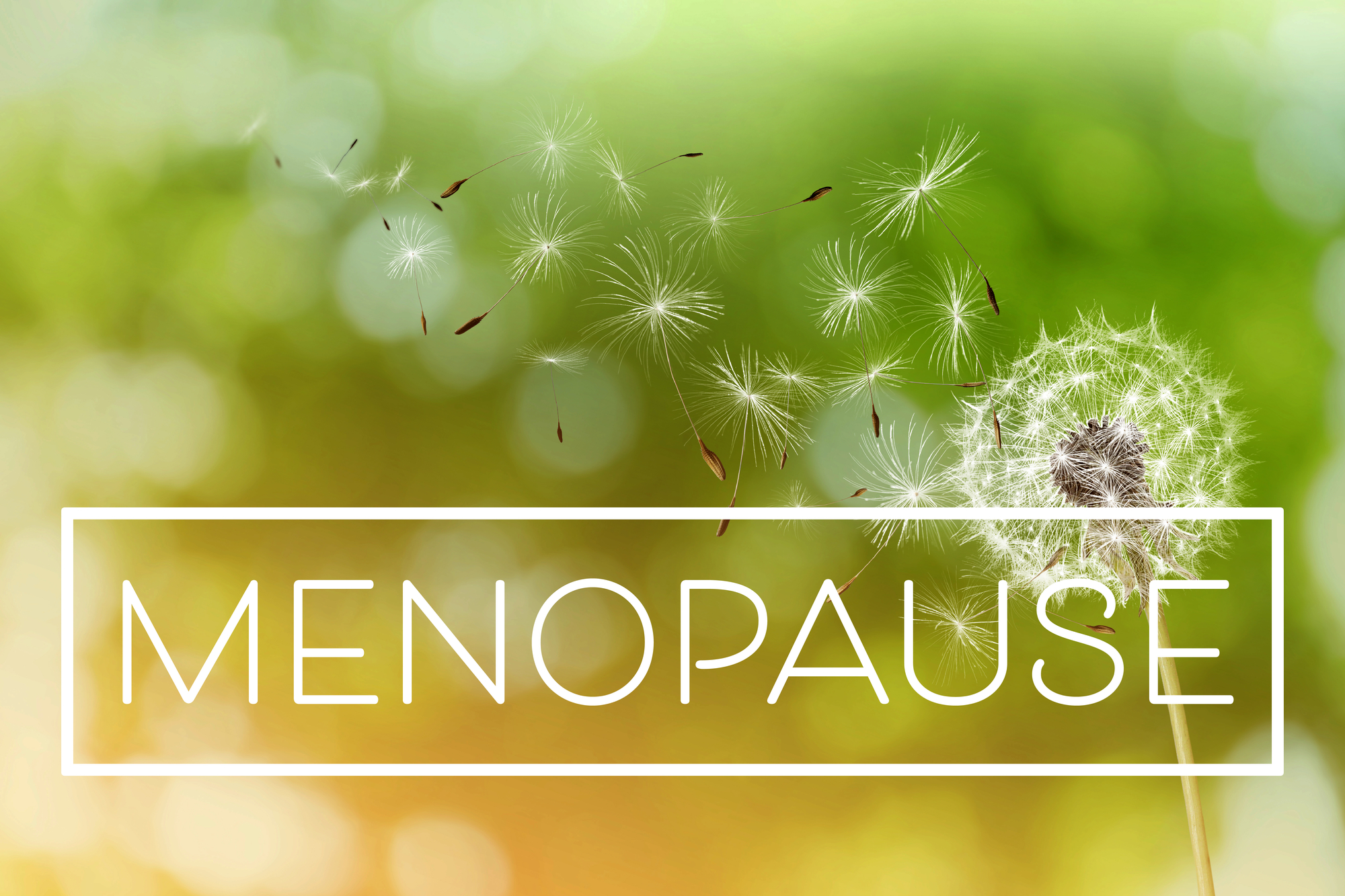 gut health and menopause