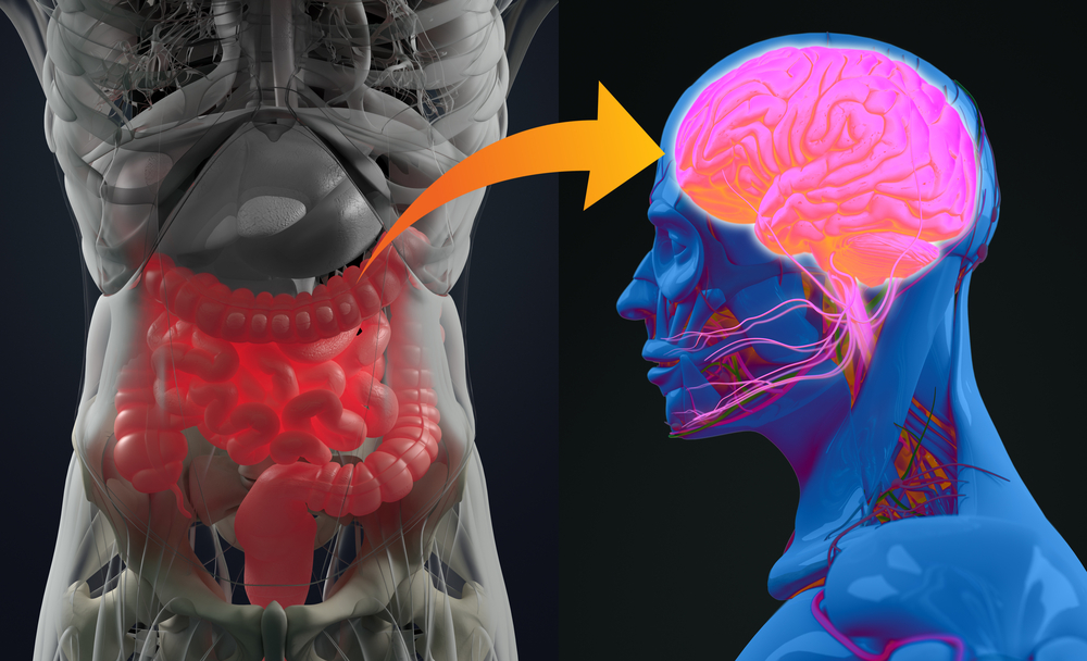 Gut-brain,Connection,Or,Gut,Brain,Axis.,Concept,Art,Showing,A